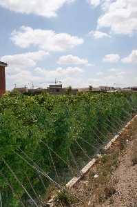 Huerta tradicional en la Vega de Beniel [Beniel_Historia] 