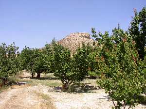 Vista del Cerro de la Cobertera de Abarn 