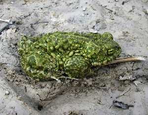 Sapo Corredor (Bufo calamita)