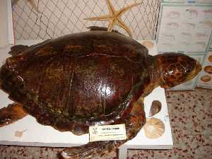  Tortuga de mar [San Pedro dle Pinatar_Museo del Mar]