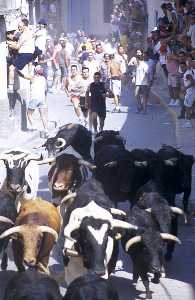 Los astados ya están sueltos [Blanca_Fiestas San Roque]