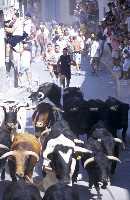 Encierro de Toros de Blanca