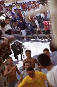 Un toro anda suelto [Blanca_Fiestas San Roque]