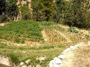 La agricultura, una revolucin del Neoltico 