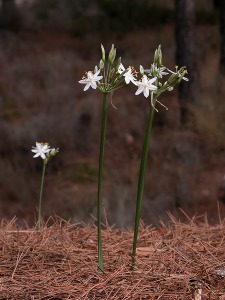 Hbito de la flor de la estrella (Lapiedra martinezii)