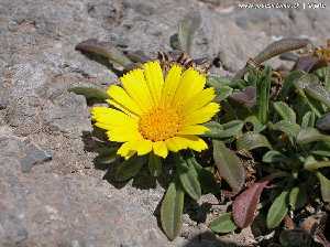 Margarita de mar (Asteriscus maritimus), detalle de la flor y parte de la planta