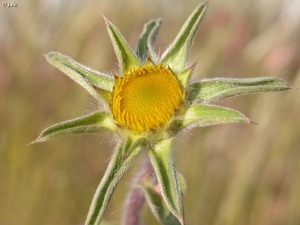 Detalle de la inflorescencia de Pallenis spinosa
