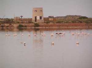 Flamencos frente a mirador