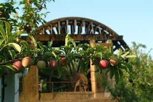 Frutas regadas por la Noria