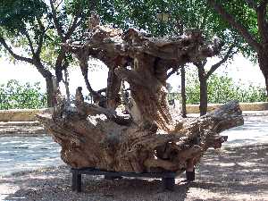 Las raíces del pino de la Murta
