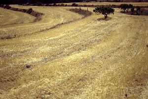 moratalla 07