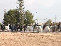  Caballos enjaezados en la Romera 