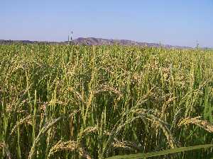 Arrozales