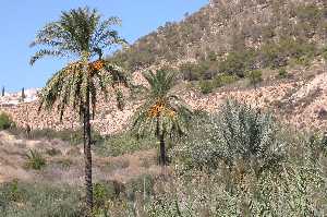 Oasis
