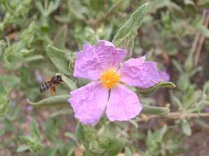 Abeja y jara en Sierra Espuña
