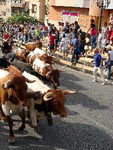 Tipico encierro de vacas y toros