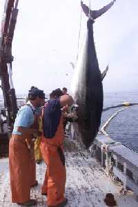 atun rojo engorde granjas litoral murciano pesca