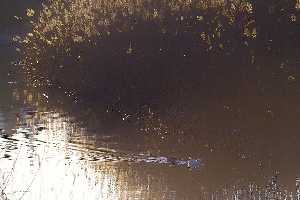 Patos en el ro Segura