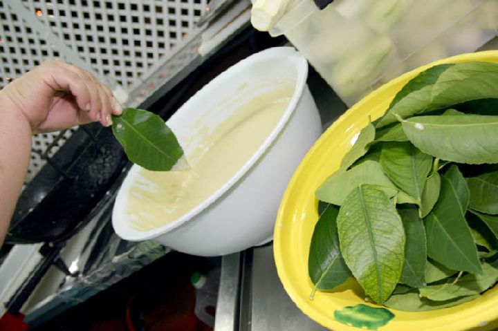Paparajote de Murcia 19