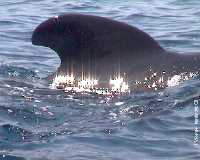 Caldern aleta dorsal