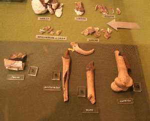 Piezas prehistóricas 