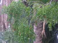 Las ramas del jinjolero son largas y colgantes