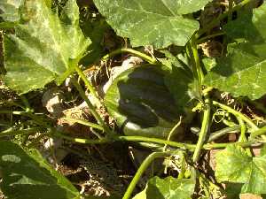 Las grandes hojas protegen las calabazas del sol mientras son pequeas