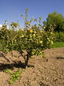 El membrillero es un frutal de pequeo tamao