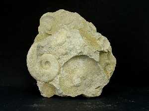 Margocaliza con moldes de ammonites, procedente del Cretcico de Fortuna [Rocas]