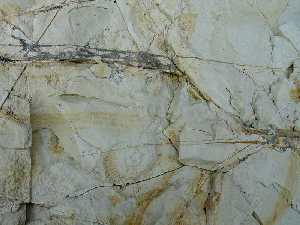 Margocaliza cretcica de Caravaca con ammonites del gnero Crioceratites y manchas de xidos de hierro y manganeso [Rocas]