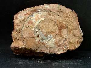 Caliza nodulosa roja con ammonites del Jurásico superior de la Sierra de Lugar (Fortuna) [Rocas]