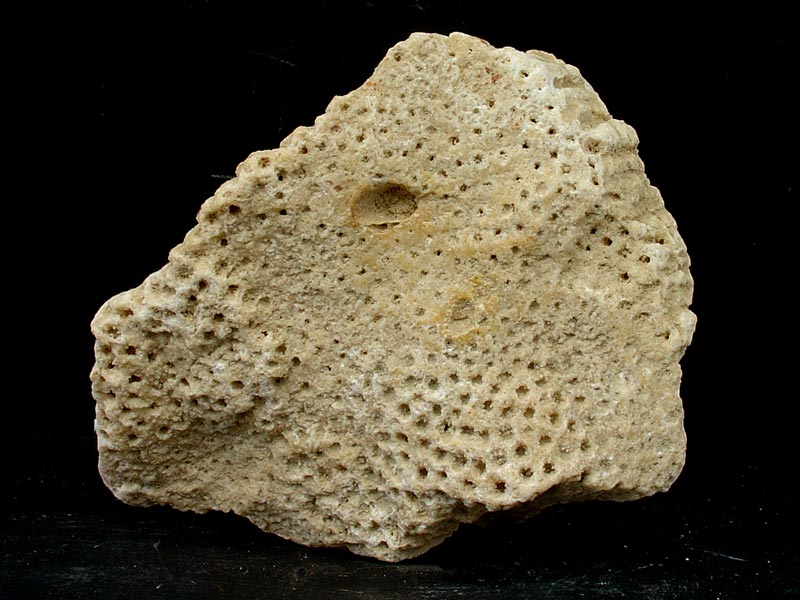 Caliza arrecifal del Mioceno superior de Molina de Segura [Rocas]. Antonio del Ramo