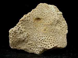 Caliza arrecifal del Mioceno superior de Molina de Segura 