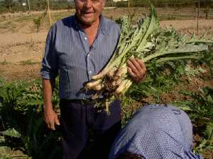 Un buen manojo de cardos de alcachofa