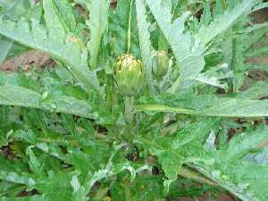 Las alcachofas se seleccionaron buscando aumentar el tamao de su flor