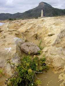 Costa de Calblanque. La heterogeneidad del medio fsico se traduce en una gran variedad de adaptaciones a las condiciones, cambiantes en el espacio y en el tiempo