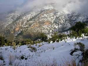 En los periodos glaciales del Cuaternario, el litoral del sureste de la Pennsula sirvi de refugio a la flora europea mediterrnea y templada