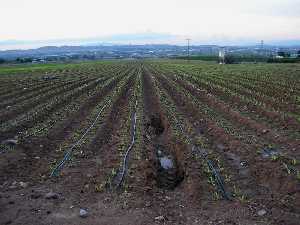 La agricultura intensiva se ha extendido por los espacios litorales, incrementando la demanda de agua y el aporte de fertilizantes y plaguicidas a las aguas y ecosistemas costeros