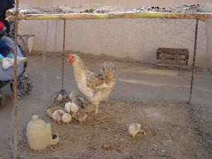  Gallinas en el corral 