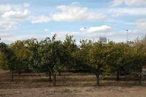 Naranjos en la Huerta de Murcia 