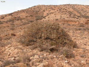 Cabezo Gordo (Torre-Pacheco)