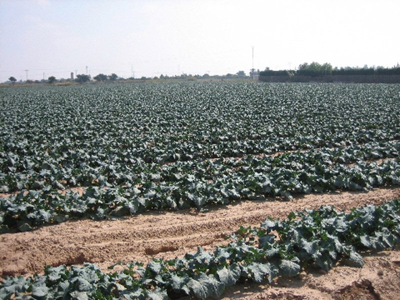 Cultivos de la tierra palmesana [Cartagena_La Palma]. 