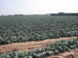 Cultivos de la tierra palmesana [Cartagena_La Palma]