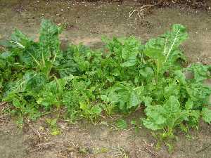 Bledas espontneas en la huerta 