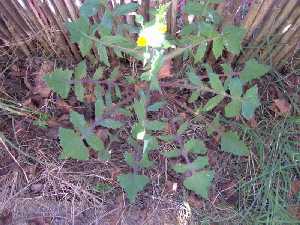 Los cerrajones abundan en la Huerta de Murcia