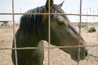  Ganadera equina 