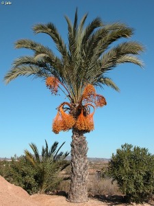 Entrada a la urbanizacin Camposol, en el Campo de Cartagena (Murcia)