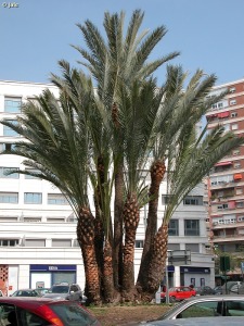 Plaza Condestable, Murcia
