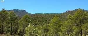 Bosque maduro de pino carrasco (Pinus halepensis), Sierra Espua