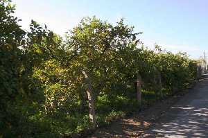  Cultivos de huerta 